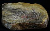 Polished, Jurassic Petrified Wood (Conifer) - Australia #33924-1